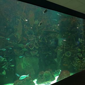 Aquarium - South Pacific - Main Exhibit - Lower Level