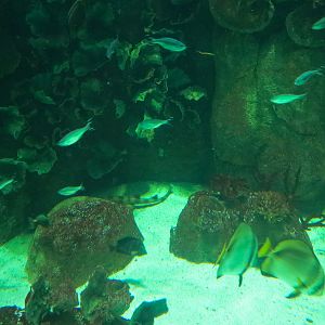 Aquarium - South Pacific - Main Exhibit - Lower Level