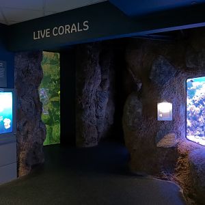 Aquarium - South Pacific - Live Corals Exhibit