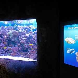 Aquarium - South Pacific - Live Corals Exhibit