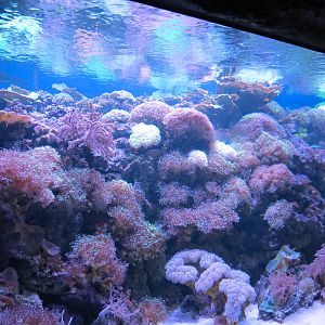 Aquarium - South Pacific - Live Corals Exhibit