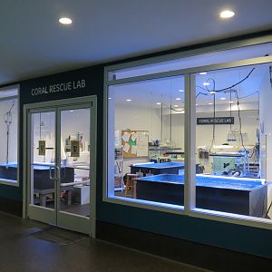 Aquarium - South Pacific - Coral Rescue Lab