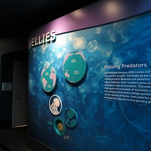 Aquarium - Jellies - Sign