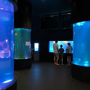 Aquarium - Jellies