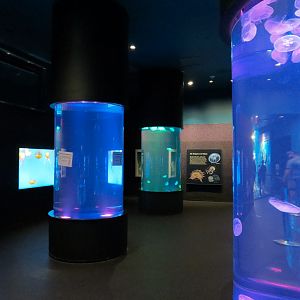 Aquarium - Jellies