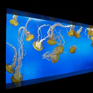 Aquarium - Jellies - Pacific Sea Nettle Exhibit