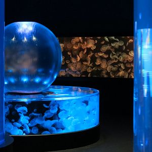 Aquarium - Jellies - Moon Jelly Exhibits