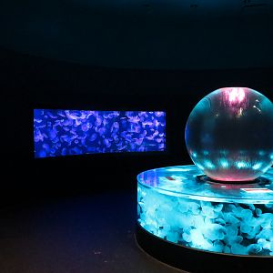 Aquarium - Jellies - Moon Jelly Exhibits