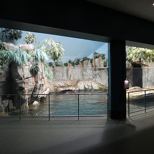Aquarium - North Pacific - Pinniped Exhibit - Upper Level