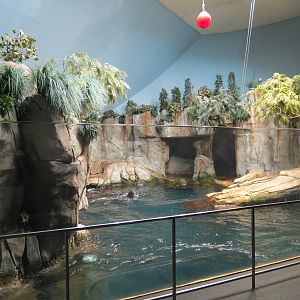 Aquarium - North Pacific - Pinniped Exhibit - Upper Level