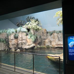 Aquarium - North Pacific - Pinniped Exhibit - Upper Level
