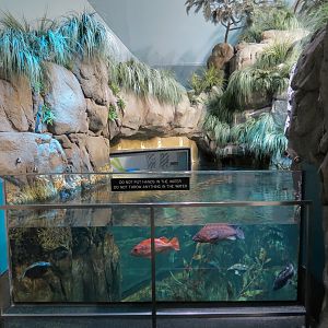 Aquarium - North Pacific - North Pacific Kelp Forests Exhibit - Upper Level
