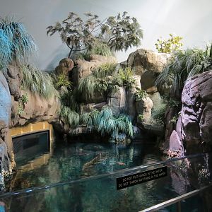 Aquarium - North Pacific - North Pacific Kelp Forests Exhibit - Upper Level