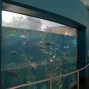 Aquarium - North Pacific - North Pacific Kelp Forests Exhibit - Lower Level