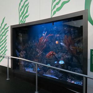 Aquarium - North Pacific - Surge Zone Exhibit