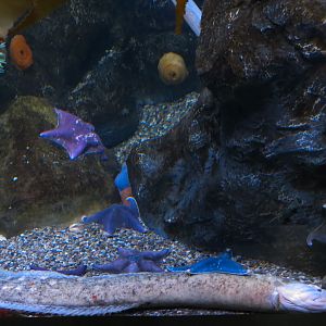 Aquarium - North Pacific - Surge Zone Exhibit