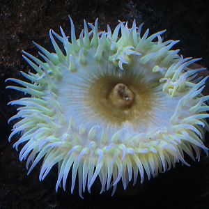 Aquarium - North Pacific - Surge Zone Exhibit