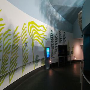 Aquarium - North Pacific - Ramp to Lower Level