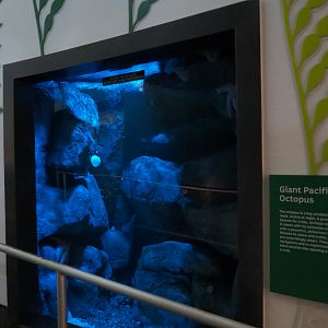 Aquarium - North Pacific - Giant Pacific Octopus Exhibit