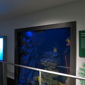 Aquarium - North Pacific - Deep Water Corals Exhibit