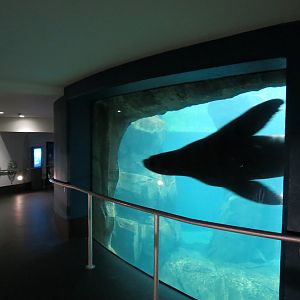 Aquarium - North Pacific - Pinniped Exhibit - Lower Level - California Sea Lion