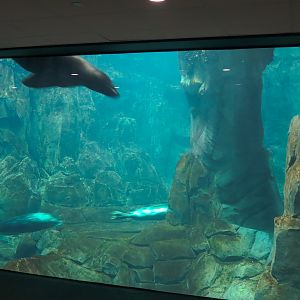 Aquarium - North Pacific - Pinniped Exhibit - Lower Level - California Sea Lion