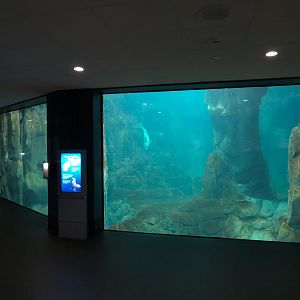 Aquarium - North Pacific - Pinniped Exhibit - Lower Level
