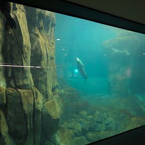 Aquarium - North Pacific - Pinniped Exhibit - Lower Level