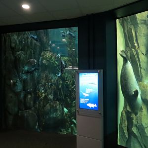 Aquarium - North Pacific - Pinniped Exhibit - Lower Level - Harbor Seal