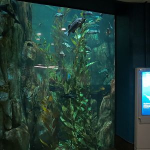 Aquarium - North Pacific - North Pacific Kelp Forests Exhibit - Lower Level