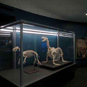 Aquarium - North Pacific - Lower Level - Pinniped Display