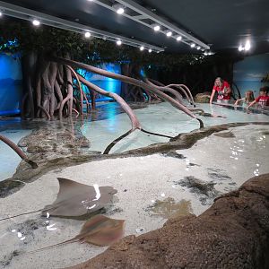 Aquarium - Caribbean - Ray Touchtank