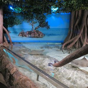 Aquarium - Caribbean - Ray Touchtank