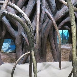 Aquarium - Caribbean - Mangrove Display