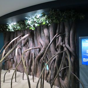 Aquarium - Caribbean - Mangrove Display