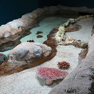 Aquarium - Caribbean - Touchtank