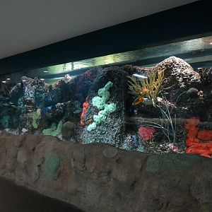 Aquarium - Caribbean - Flower Gardens Exhibit