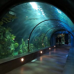 Aquarium - Caribbean - Main Exhibit