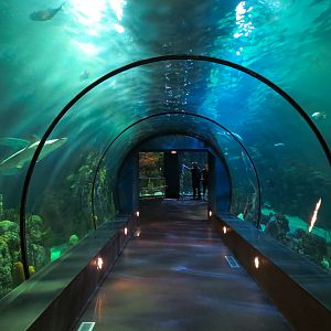 Aquarium - Caribbean - Main Exhibit