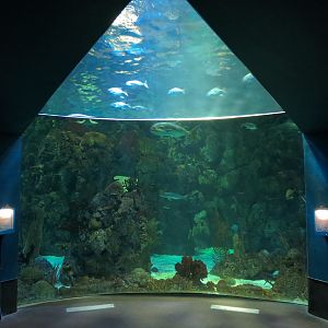 Aquarium - Caribbean - Main Exhibit
