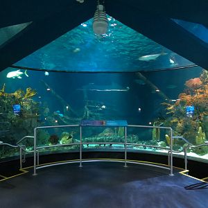 Aquarium - Caribbean - Main Exhibit