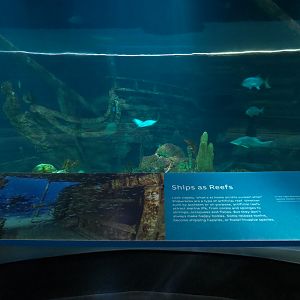 Aquarium - Caribbean - Main Exhibit