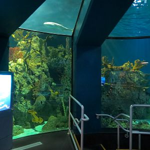 Aquarium - Caribbean - Main Exhibit