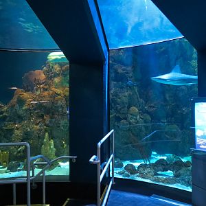 Aquarium - Caribbean - Main Exhibit