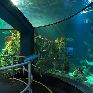 Aquarium - Caribbean - Main Exhibit