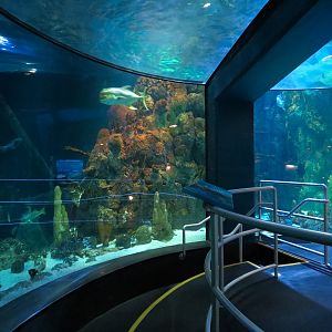 Aquarium - Caribbean - Main Exhibit