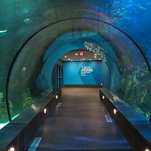 Aquarium - Caribbean - Main Exhibit