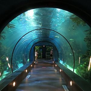 Aquarium - Caribbean - Main Exhibit