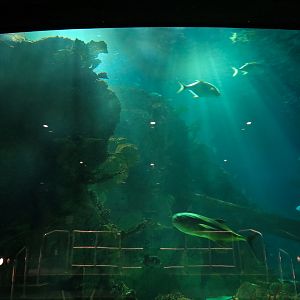 Aquarium - Caribbean - Main Exhibit - View from Projection Room