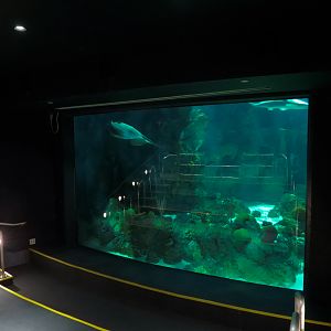 Aquarium - Caribbean - Main Exhibit - View from Projection Room
